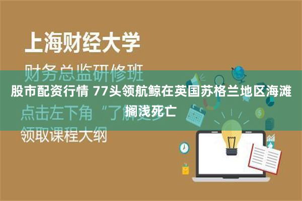 股市配资行情 77头领航鲸在英国苏格兰地区海滩搁浅死亡